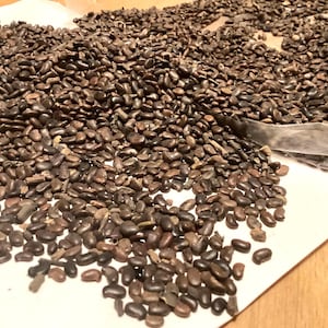 Black Locust Tree Seeds (ROBINIA PSEUDOACACIA) (Yellow Locust)