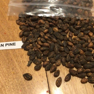 Afghan Pine Tree Seeds (PINUS ELDARICA) (Lone Star Christmas Tree)