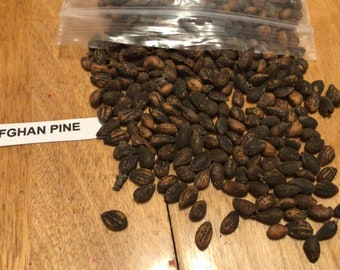 Afghan Pine Tree Seeds (PINUS ELDARICA) (Lone Star Christmas Tree)