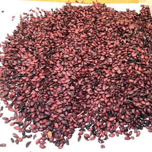 Black Chokeberry Shrub Seeds (ARONIA MELANOCARPA) (Black-Seeded Chokeberry)