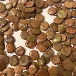 Gum Acacia Tree Seed (ACACIA SENEGAL) (Gum Arabic Tree)