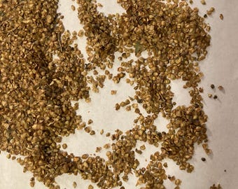 Dahurian Birch Tree Seeds (BETULA DAVURICA)  (Asian Black Birch)