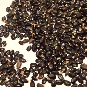 Sidney Black Wattle Tree Seeds (ACACIA DECURRENS)  (Early Green Wattle)