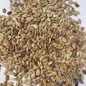 Osage Orange Tree Seeds (MACLURA POMIFERA)