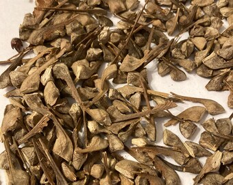 Broadleaf Maple Tree Seeds (Acer Macrophyllum)