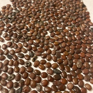 Southern Eastern Redbud Tree Seeds (CERCIS CANADENSIS Southern)
