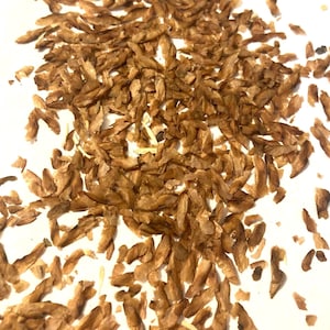 Toon Tree Seeds (TOONA CILIATA) (Australian Red Cedar ,Red Cedar, Toon, Indian Mahogany, Suren)