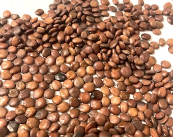 Eastern Redbud Tree Seeds (CERCIS CANADENSIS) (Northern Zone 4)