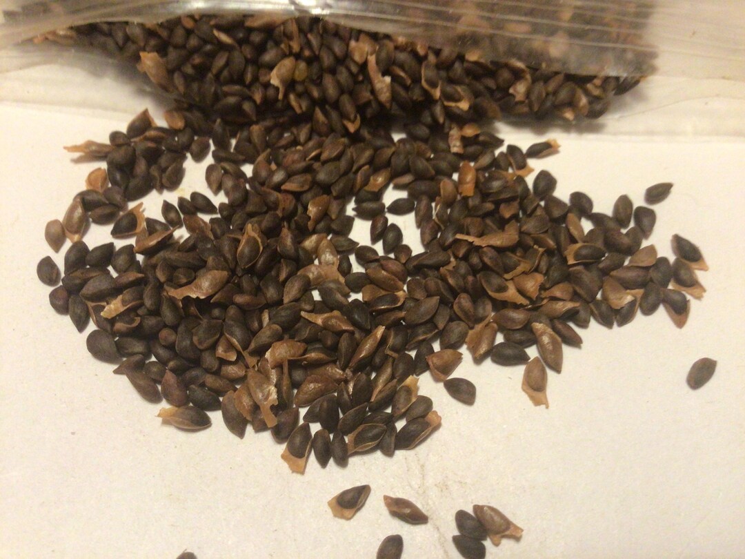 siberian-spruce-tree-seeds-picea-obovata-etsy