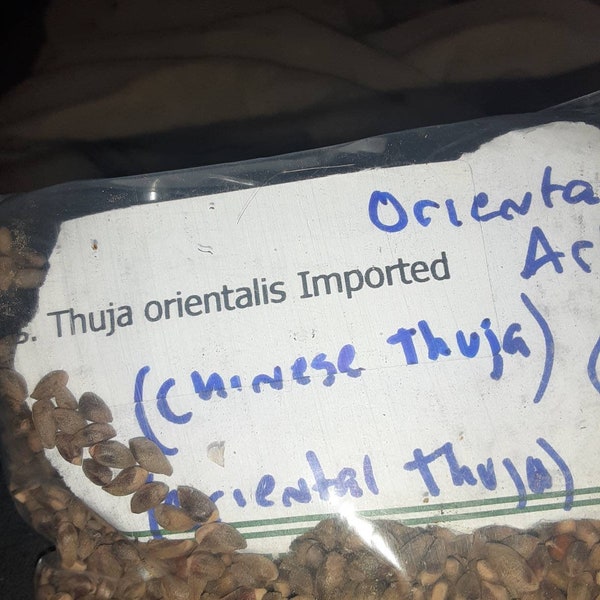 Chinese Arborvitae Tree Seeds (Thuja Orientalis) (Oriental Arborvitae)