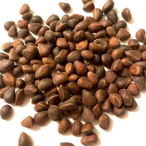 Dwarf Siberian Pine Tree Seeds (PINUS PUMILA) (Japanese Stone Pine)