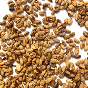 Common Holly Tree Seeds (ILEX AQUIFOLIUM)
