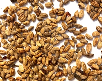 Common Holly Tree Seeds (ILEX AQUIFOLIUM)