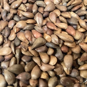 Common Apple Tree Seeds (MALUS PUMILA) (Paradise Apple) (98% Red Delicious Variety)