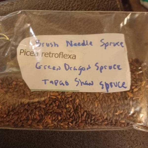 Green Dragon Spruce Tree Seeds (Picea Retroflexa)