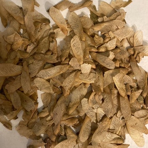 Select Red Maple Tree Seeds (ACER RUBRUM) (Selected Varieties)