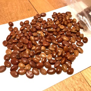 Rainbow Tree Seeds (CASSIA MARGINATA) (Pink Shower Tree)