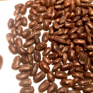 Raintree Tree  Seeds (ALBIZIA SAMAN) (Monkeypod Tree)