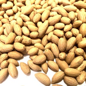 Olive Tree Seeds (OLEA EUROPAEA) (Common Olive)