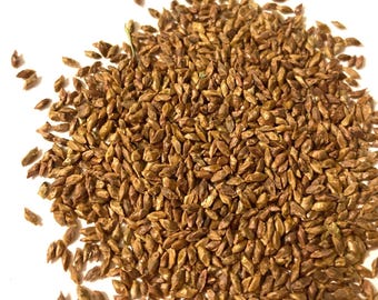 Western Hemlock Tree Seeds (TSUGA HETEROPHYLLA)