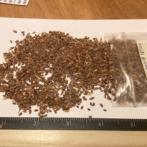Alberta White Spruce Tree Seeds (PICEA GLAUCA)
