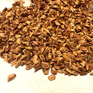 Montezuma Bald Cypress Tree Seeds (TAXODIUM HUEGELII)