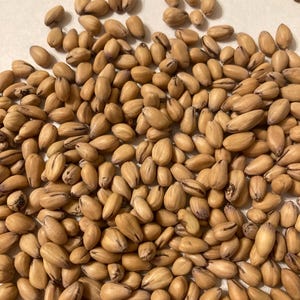 Mountain Dogwood Tree Seeds (CORNUS NUTTALLII) ( Pacific Dogwood) (Western Dogwood)