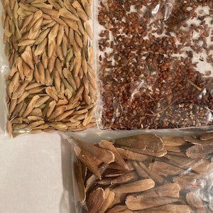 May include: Three bags of seeds, one with small brown seeds, one with long, thin, brown seeds, and one with long, thin, light brown seeds.