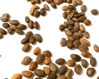 Western Yellow Pine Tree Seeds (PINUS PONDEROSA)