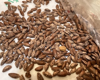 Western White Pine Tree Seeds (PINUS MONTICOLA)