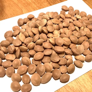 Myrobalan Plum Tree Seeds (PRUNUS CERASIFERA) (Cherry Plum)