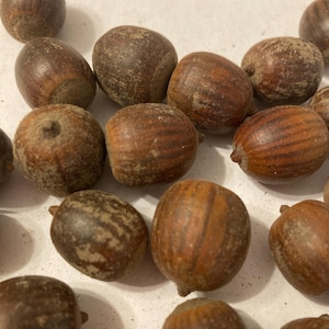 Black Oak Tree Seeds (QUERCUS VELUTIN)  (Acorns)