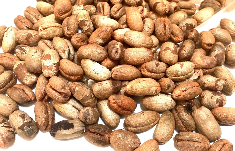 TreeSeedMan Canary Island Palm Tree Seeds - Thumbnail 3