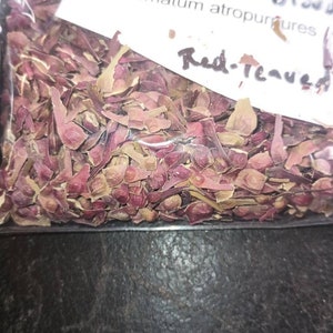 Bloodleaf Japanese Maple Tree Seeds (Acer Palmatum Atropurpureum)