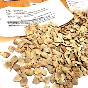 May include: A close-up of a pile of light brown seeds. The seeds are spread out on a white surface. A piece of paper with text about the seeds is visible in the background. The text on the paper reads: "1 lb. Rob Latimer Acer campestre Hedge Maple, Field Maple, Common Maple 98% Pure 67% Cut Utah Source  PV-3-A6, BF-3-22, BF-3-21 Growing Info, follow in order Scarification: Soak in water, let stand in water for 24 hours Stratification: warm stratify for 30 days, cold stratify for 120 days Germination: sow seed 1/4 inch deep, tamp the soil, mulch the seed bed"