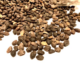 Loblolly Pine Tree Seeds (PINUS TAEDA)