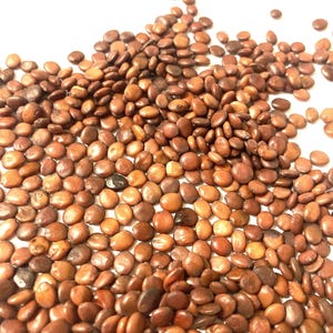 Eastern Redbud Tree Seeds (CERCIS CANADENSIS)