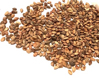 Thinleaf Pine Tree Seeds (PINUS MAXIMINOI)
