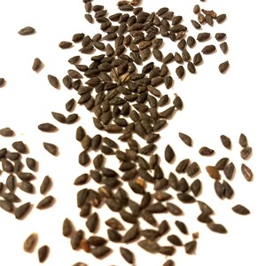 Gray Pine Tree Seeds (PINUS BANKSIANA) (Jack Pine) (Black Pine)