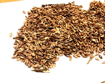 Hop Hornbeam Tree Seeds (OSTRYA VIRGINIANA) (Eastern Hop)