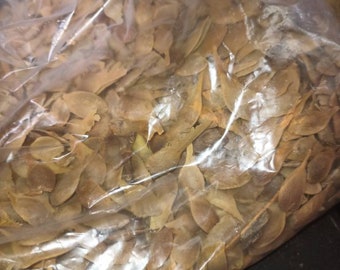 Shantung Maple Tree Seeds (ACER TRUNCATUM) (Shondong Maple)