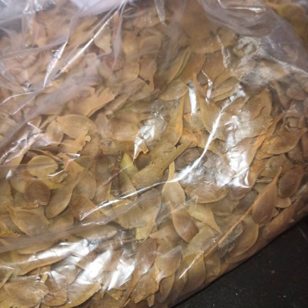 Shantung Maple Tree Seeds (ACER TRUNCATUM) (Shondong Maple)