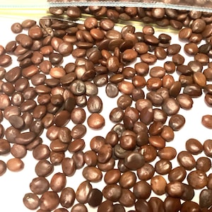 Northern Redbud Tree Seeds (CERCIS CANADENSIS Northern)