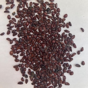 Tall Oregon Grape Seeds (MAHONIA AQUIFOLIUM)