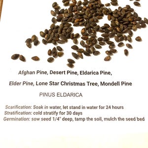 Afghan Pine Tree Seeds (PINUS ELDARICA) (desert Pine) (elder Pine) - Etsy