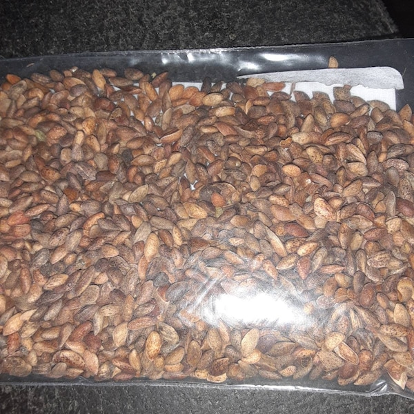 Japanese Red Pine Tree Seeds