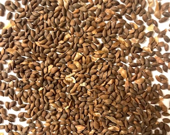Oriental Spruce Tree Seeds (PICEA ORIENTALIS)(Caucasian Spruce)