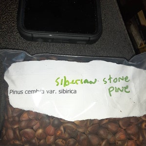 Siberian Stone Pine Tree Seeds. PINUS CEMBRA var. SIBIRICA image 2