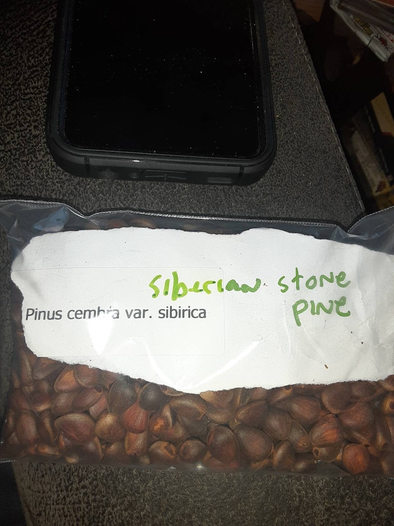 Siberian Stone Pine Tree Seeds. PINUS CEMBRA var. SIBIRICA image 2