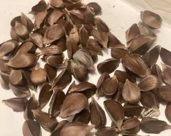 European Beech Tree Seeds (FAGUS SYLVATICA) (beechnut) - Etsy